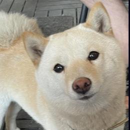 Alaska - Shiba Inu