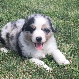 Australian Shepherd Puppies from Pilcher Farms