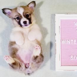 American Corgi and Pembroke Welsh Corgi Puppies from Whimsical Treasure Corgis