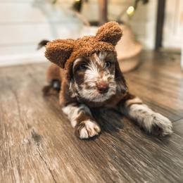 Goldendoodle Puppies from The W Doods