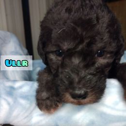 Bedlington Terrier Puppies from Dreamy Muse Bedlingtons