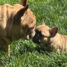 French Bulldog Puppies from Miller Frenchie Farm