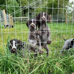German Wirehaired Pointer Puppies from Backwoods Kennels