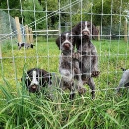 German Wirehaired Pointer Puppies from Backwoods Kennels