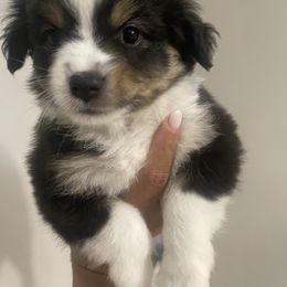 Girl 1 - Black tri female Toy Australian Shepherd puppy in Pelham, Alabama from Tails & Belles Dog Breeding