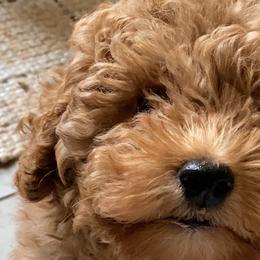 Assorted Doodle Crosses, Bernedoodles, Goldendoodles, and Labradoodles from Erica’s Doodles