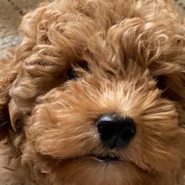 Assorted Doodle Crosses, Bernedoodles, Goldendoodles, and Labradoodles from Erica’s Doodles