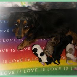Dachshund Puppies from The Wienery