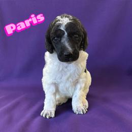Paris - Parti female Poodle puppy in Port Orange, Florida from Daytona’s Standard Poodles
