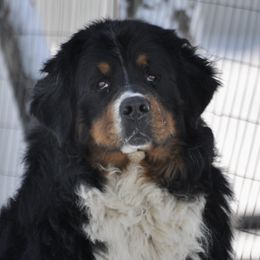 Dapper Bear - Bernese Mountain Dog