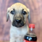 Coca-Cola - Yellow Black Mouth Cur puppy in Warsaw, Missouri from Heritage Cow Dogs