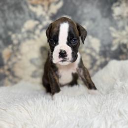 Temptress - Brindle female Boxer puppy in Russellville, Missouri from Soaring Royalty Canines LLC