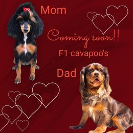 Cavapoo puppies from Farquharson's Poodles&Doodles