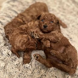 Goldendoodles from 4 Paws Mini Doodles