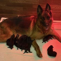 Girl 5 - Black and red female German Shepherd puppy in Rockfield, Kentucky from Cheveyo German Shepherds