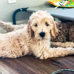 Goldendoodles from Valley Doodles