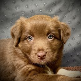 Professor McGonagall - Red tri-color female Australian Shepherd puppy in Smithfield, Utah from C&C Ranch