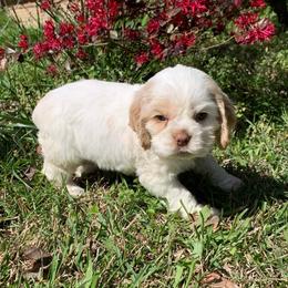 Casper - Buff and white male Cocker Spaniel puppy in Gadsden, Alabama from Rich Cat’s