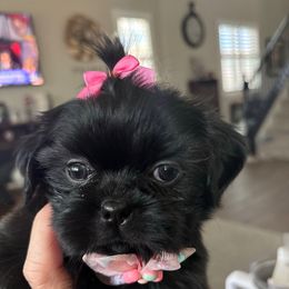 Sugar - Black female Shih Tzu puppy in Las Vegas, Nevada from P and J Farms