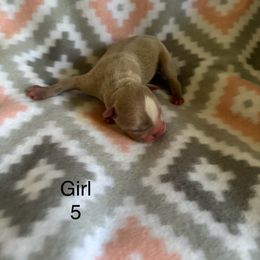 Girl 5 - Lilac female Boston Terrier puppy in Charleston, West Virginia from Mountain Momma Bostons