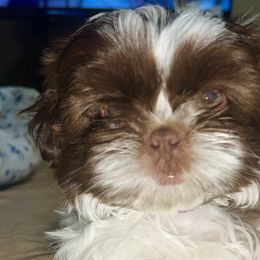 Boy 2 - Liver and white Shih Tzu puppy in Garland, Texas from Bibi’s Exclusive Shih Tzus