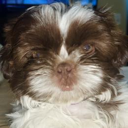 Boy 2 - Liver and white Shih Tzu puppy in Garland, Texas from Bibi’s Exclusive Shih Tzus