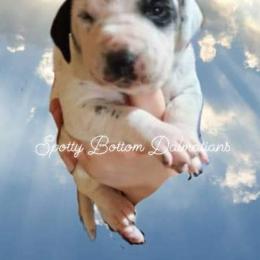 Dalmatian Puppies from Spotty Bottom Dalmatians