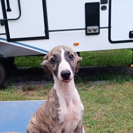 Boy 3 - Fawn brindle male Whippet puppy in Max Meadows, Virginia from RAJOPA WHIPPETS