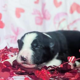 Amor - Black and white female Border Collie puppy in Raccoon, Kentucky from Skyline Border Collies