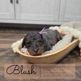 Pink - Merle female Goldendoodle puppy in West Chester, Ohio from Doodles of West Chester