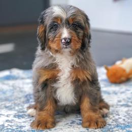 Clyde (socialization program student) - Merle male Bernedoodle puppy in Dundee, Ohio from Down Home Doodle