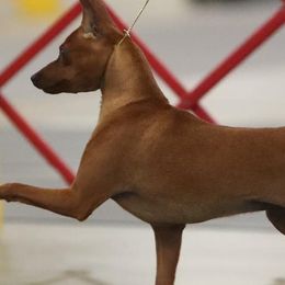 Miniature Pinschers from Cheristar