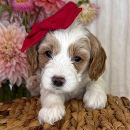 Monica - Red Collar - Blenheim female Cavapoo puppy in South Jordan, Utah from Simply Sweet Paws. LLC