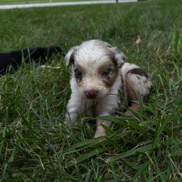 Wrangler - Red merle female Australian Shepherd puppy in Ridgeville, Indiana from McCord’s Standard Aussies