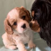 Bruiser - Tan and white male Cavachon puppy in Greeley, Colorado from Cute, Colorado Cavachons