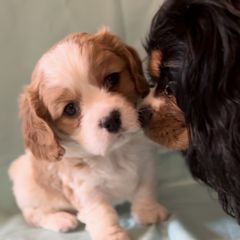 Bruiser - Tan and white male Cavachon puppy in Greeley, Colorado from Cute, Colorado Cavachons
