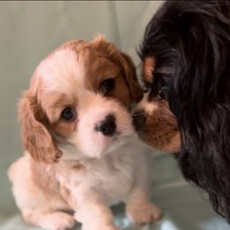Bruiser - Tan and white male Cavachon puppy in Greeley, Colorado from Cute, Colorado Cavachons