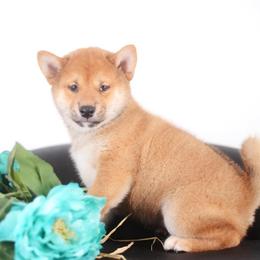 Noboru - Red male Shiba Inu puppy in Neosho, Missouri from Sunny Terrace Shibas