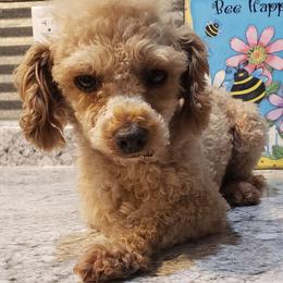 Teddy - Poodle