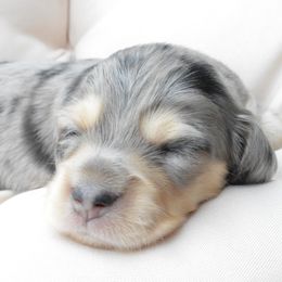 Dachshund Puppies from Dreamheart Dachshunds