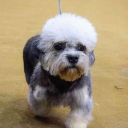Astrup - Dandie Dinmont Terrier