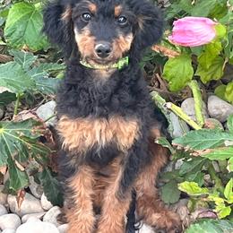 Anna - Tri-color female Bernedoodle puppy in Caldwell, Idaho from Treasure Valley Poodles