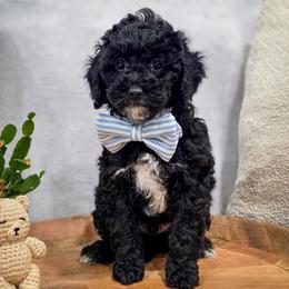 Fred - Black male Goldendoodle puppy in Cleveland, Tennessee from Edgewater Doodles & Designer Pups
