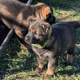 Green - Sable female German Shepherd puppy in Motley, Minnesota from Von Thomson Haus