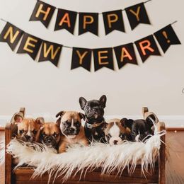 French Bulldogs from Lakeview Frenchies