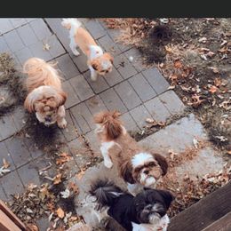 Shih Tzu Puppies from Casa de Santiago