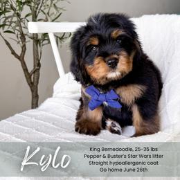 Kylo - Phantom male Bernedoodle puppy in South Jordan, Utah from Wonderful World Doodles