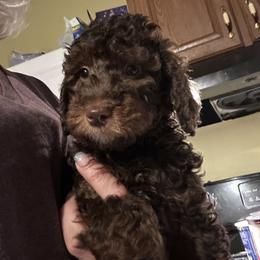 Maxwells - Phantom male Goldendoodle puppy in Waynesboro, Virginia from Forest Creek Kennel