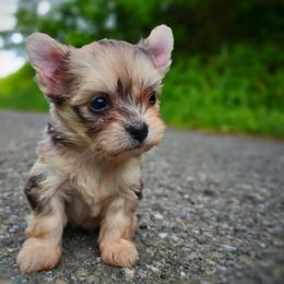 Companion Cross, Havanese, Mal-Shi, Maltese, Maltipoo, Morkie, and Shih Tzu Puppies from Seeking Shalom Acres Maltese, Maltipoos & Havamalts