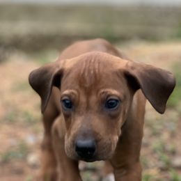Boy 1 - Rhodesian Ridgeback puppy in Tryon, Oklahoma from Troubadour Ranch